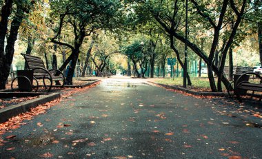 Sonbahar parkı sonbahar manzarası, sonbahar ağaçları ve yaprakları olan sarı park, şehir parkında güneşli güzel bir gün. sonbahar