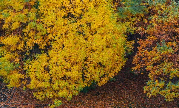 Japonský javor na podzim s jasně žlutými, červenými, šedými a zelenými listy v parku — Stock fotografie