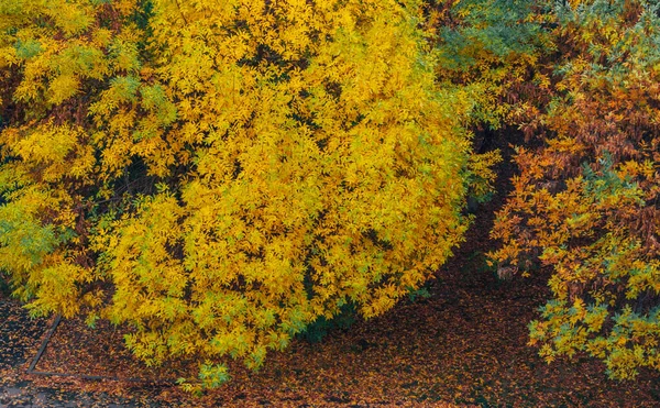Japán juharfa ősszel élénk sárga, piros, szürke és zöld levelekkel a parkban — Stock Fotó