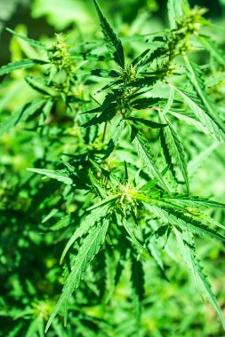 Sokakta yetişen kenevir çalısı, üst manzara, yaz