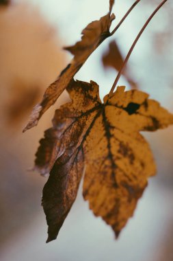 Sarı akçaağaç yaprakları bulanık arkaplanda
