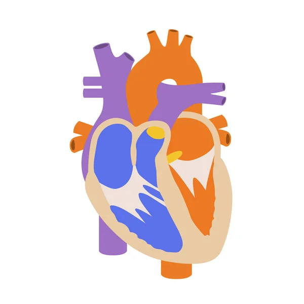 Corazón Humano Corte Sección Estructura Del Corazón — Archivo Imágenes Vectoriales