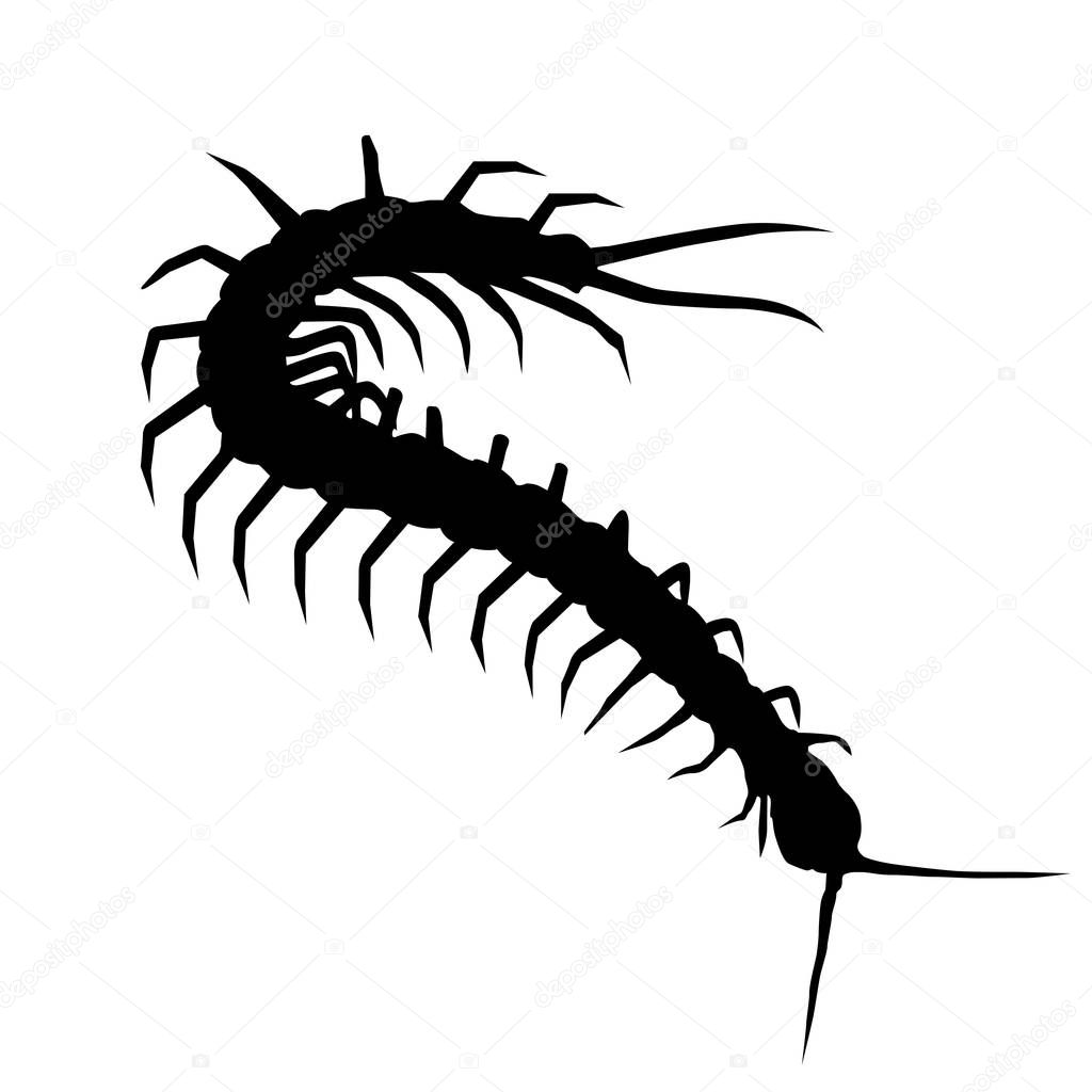 Silhouette of wriggling scolopendra - centipede outline