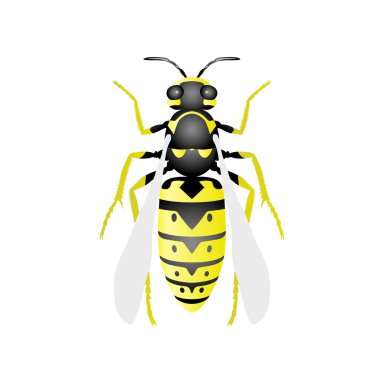 Wasp - beyaz arka plan üzerinde hornet üstten görünüm