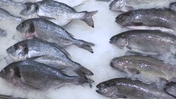 Peixe Fresco Gelo Supermercado Esquerda Para Direita Fechar — Vídeo de Stock