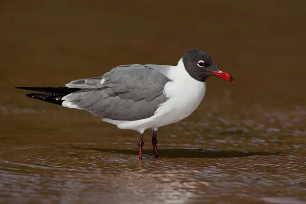 Mouette rieuse (Leucophaeus atricilla) ) — Photo