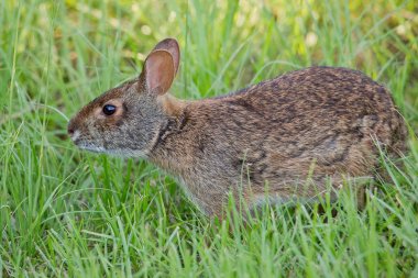 Florida Bataklık Tavşanı (Sylvilagus palustris paludicola)