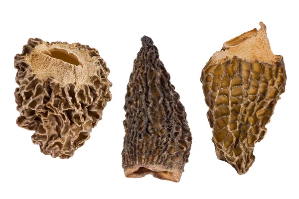 Three Dried Morel Mushrooms — Stock Photo, Image