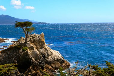 Yalnız Selvi Pebble Beach, California'daki Monterey selvi ağacıdır. 17 mil sürücü kapalı bir granit yamaca ayakta, ağaç Batı bir simgedir ve Kuzey Amerika'da en çok fotoğrafı çekilen ağaçlar birinin adı. Arasında yer alır 