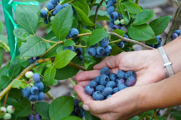 Tijd Voor Fruitoogst Handen Vol Met Enorme Bosbessen — Stockfoto