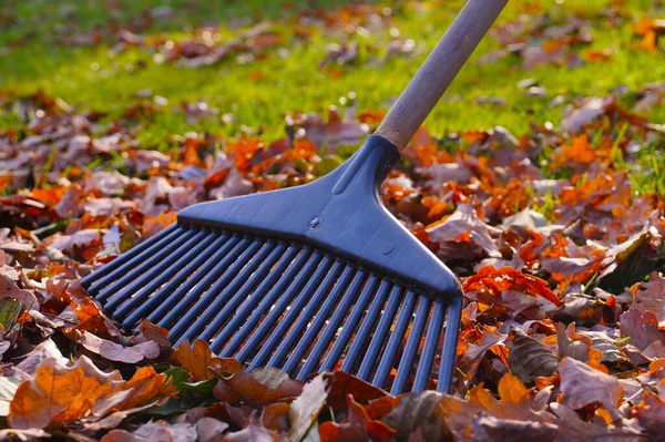 Rakes Och Blad Den Hårda Höstsolen Höstträdgårdsarbete — Stockfoto