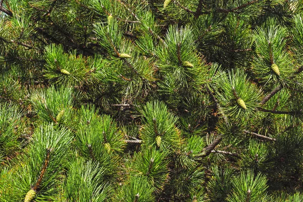 Pinus Nigra Austrisk Tall Eller Svart Tall Tallart Som Finns — Stockfoto