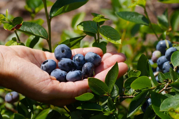 Дозрілі Фрукти Руці Жінки Blueberry Vaccinium Corymbosum Величезними Плодами Сорту — стокове фото