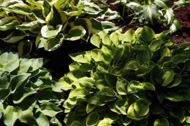 Bir fotoğrafta dört farklı bitki çeşidi var. Hosta, genellikle konsomatris, zambak (İngiltere 'de) ve bazen de japon adı Giboshi tarafından bilinen bir bitki cinsidir.. 