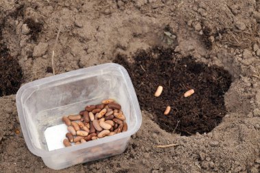 Ev bahçesine fasulye tohumu ekiyorum. Tohumları ekmek için konteynır. 