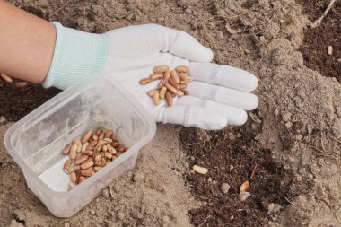 Yatağın üzerinde elle tohumlama. Bahçıvan ekmeden önce fasulye tohumlarını sunar. Bahar bahçıvanlığı.