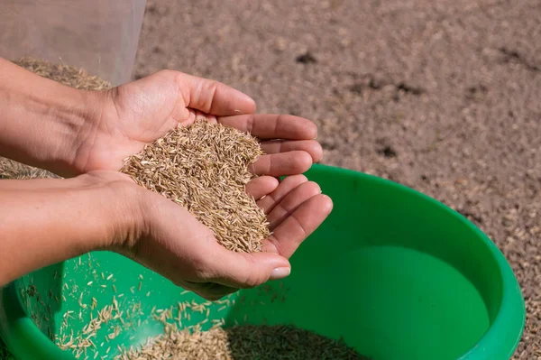Preparation for sowing lawn. Grass seeds in the hands of a woman formed in the shape of a heart. — Stock Image Preparation Sowing Lawn Grass Seeds Hands Woman Formed Shape Heart Royalty Free Stock Images