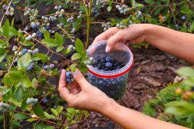 Olgunlaşan meyvelerin elle toplanıp plastik kaplara konması. Yabanmersini tarlası (Highbush). 