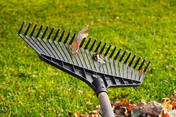 Lavori Giardino Autunnale Foglie Quercia Rastrello — Foto Stock