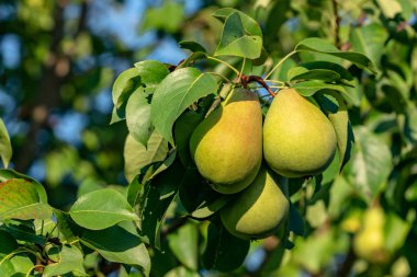 bir ağaç dalı Bahçe, yakın çekim, yapraklarda arasında üç olgun armut