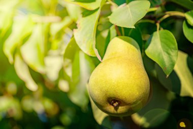 bir ağaç dalı Bahçe, yakın çekim, yapraklarda arasında bir olgun armut