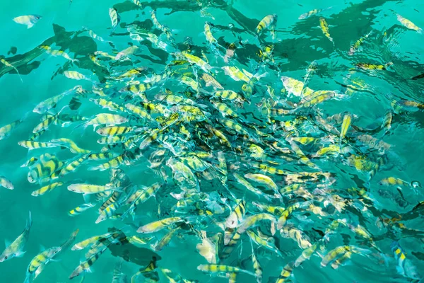 A flock of fish in sea water. A lot of colorful fish on the background of the sea, front focus, top view