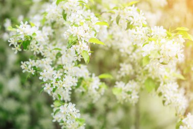 çiçek açması elma ağaç dallarında bahar güneş ışınlarının