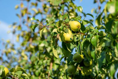 lea arasında bahçe içinde ağaç dalları üzerinde olgun armut