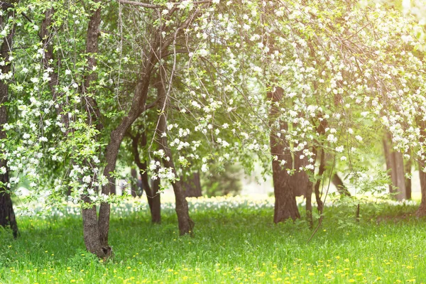 blossoming apple tree branches in the rays of the spring sun