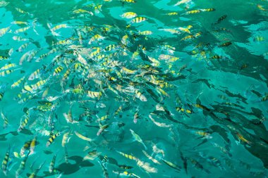 Deniz suyu balık sürüsü. Çok fazla deniz, açık odak, üstten görünüm arka plan üzerinde renkli balık