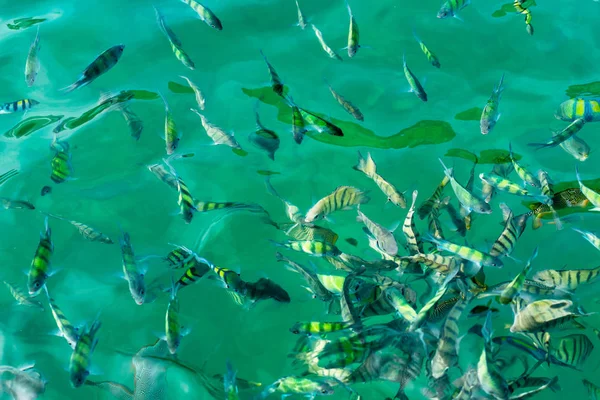 A flock of fish in sea water. Many colorful fish on the background of the sea, front focus, top view . pattern