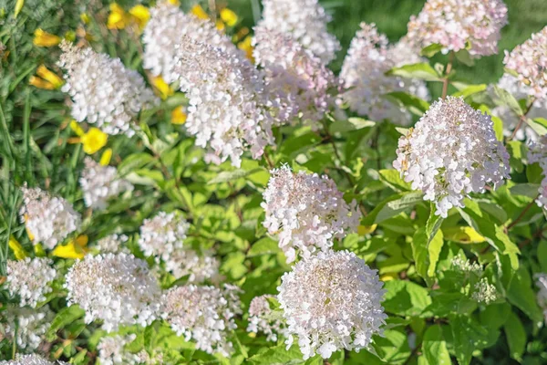 Kwitnący krzew hortensji (odmiany hortensji wiechowaty) przeciwko — Zdjęcie stockowe