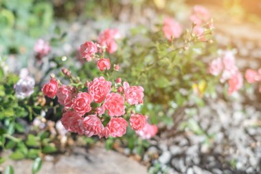 bir taş yaz aylarında bir groundcover güzel bir çalı gül