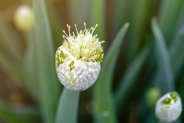 Soğan batunu, taze yeşil ve çiçekli yapraklar, yakın plan. 