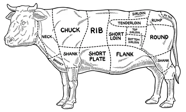 Vector Cartoon Beef Meat Cuts Line Art