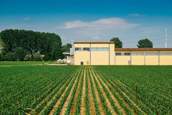 Righe Ortaggi Azienda Agricola Nelle Campagne Lombarde — Foto Stock