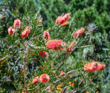 Melaleuca citrina, yaygın olarak bilinen ortak kırmızı Kızıl ya da limon bottlebrush, Mersin aile bir bitkidir