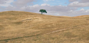 Yalnız suber cork meşe ağacı, Quercus Suber, Portekiz'in Alentejo bölgesi yakalanan çalışırken bir tepelik sürülmüş alanıyla minimalist Panoraması.