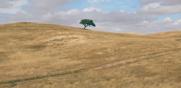 Panorama Minimaliste Champ Vallonné Labouré Avec Chêne Liège Solitaire Quercus — Photo