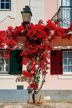 House geleneksel Portekiz mimarisinde inşa ve Algarve, Portekiz içinde kırmızı bir Begonvil/EC