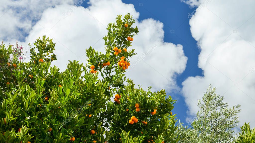 Orange tree fresh harvest time and sunny day blue sky outdoors natural background. Organic healthy freshness produce. Environment grow juicy fruits closeup view. High angle view