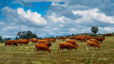 Barrosa inek kuzeydoğu Portekiz, Europe barrosa inek sürüsü bir parçası olarak