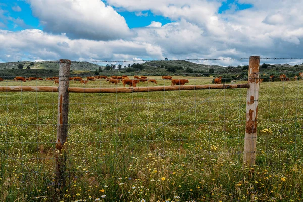 Vaca Barrosa como parte de una manada de vacas barrosa en el noreste de Portugal, Europa —  Fotos de Stock