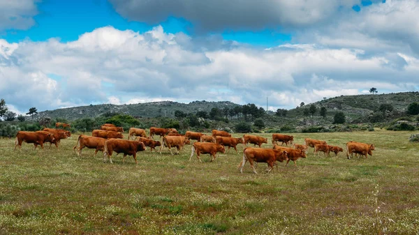 Vaca Barrosa como parte de una manada de vacas barrosa en el noreste de Portugal, Europa —  Fotos de Stock