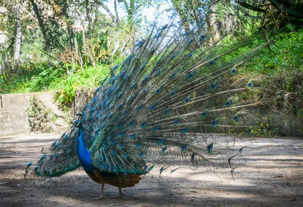 Male peacock with colorful tail — Stock Photo, Image