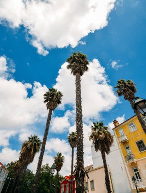 Cocos nucifera Hindistan cevizi avuç içi mavi gökyüzü arka plan, yaprakları alt arama ultra geniş açı yakalanan Cascais, Portekiz.