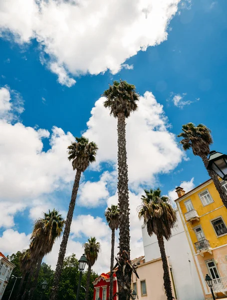 Cocos nucifera Hindistan cevizi avuç içi mavi gökyüzü arka plan, yaprakları alt arama ultra geniş açı yakalanan Cascais, Portekiz.