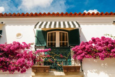 Mor begonviller çiçek yakın çekim, Cascais, Portekiz yakalanan.