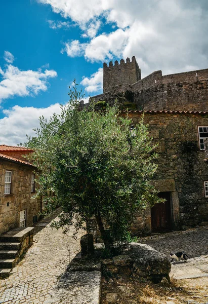 Sortelha pueblo histórico de montaña, construido dentro de las murallas fortificadas medievales, incluido en la ruta del pueblo histórico Portugals. Olivo en primer plano — Foto de Stock