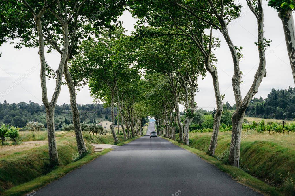 Country road perspective with trees on the sides